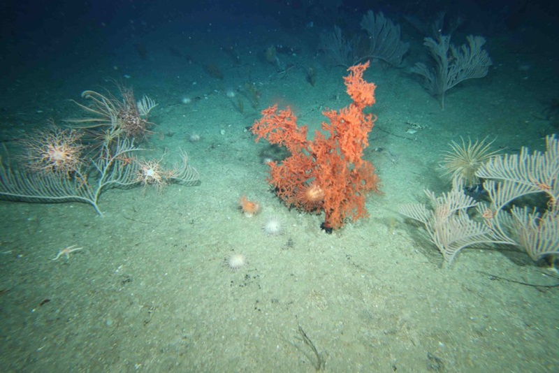 corals on a bare sea bed
