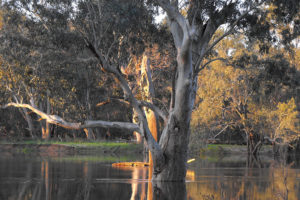 River red gum