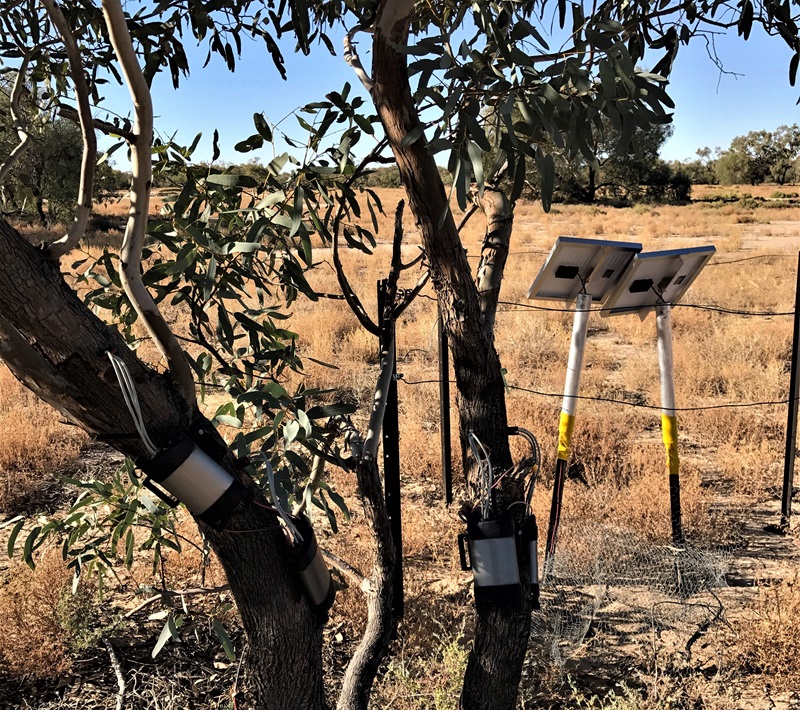 solar equipment on tree