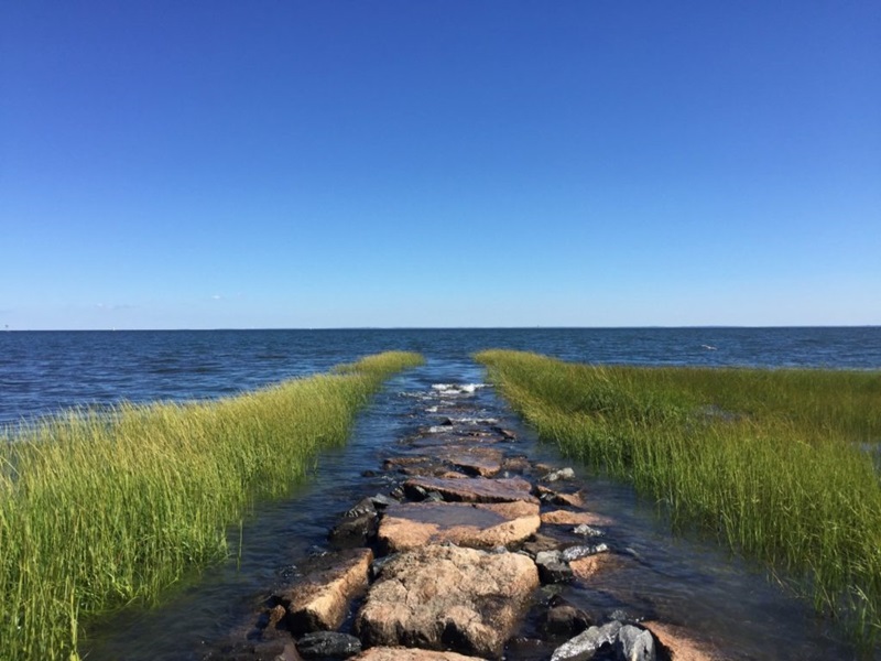 A photo of the ocean, with blooms of tidal seagrass pictured, leading out to sea.