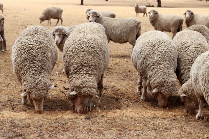 Sheep eating distributed stored feed during a drought.