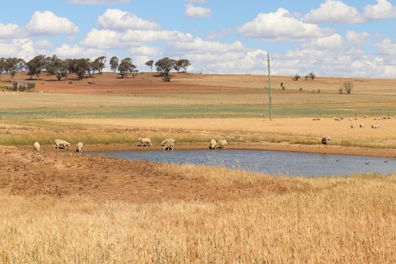 Sheep drinking from an on-farm dam.