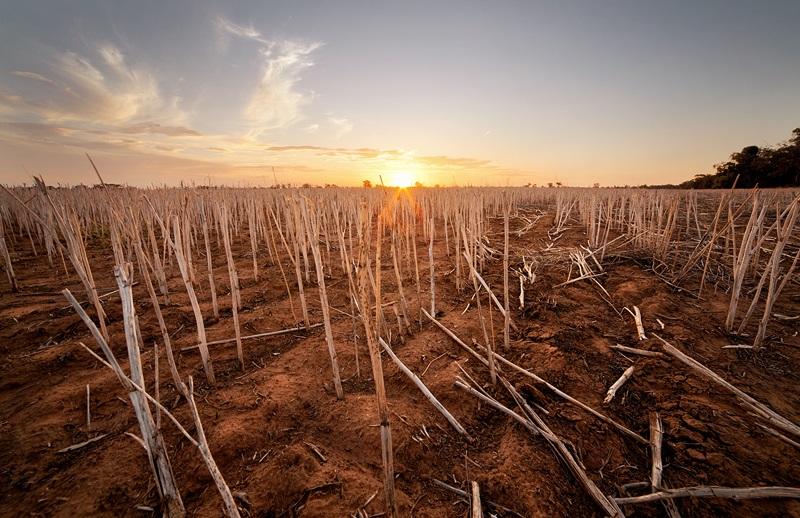 wheat stubble at sunset