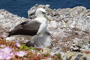 Shy albatross and chick