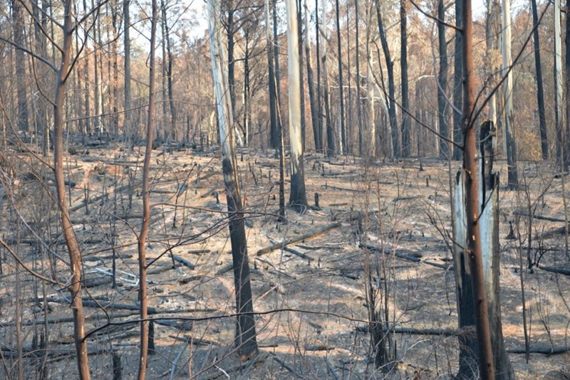 Bushfire damage inside a forest.