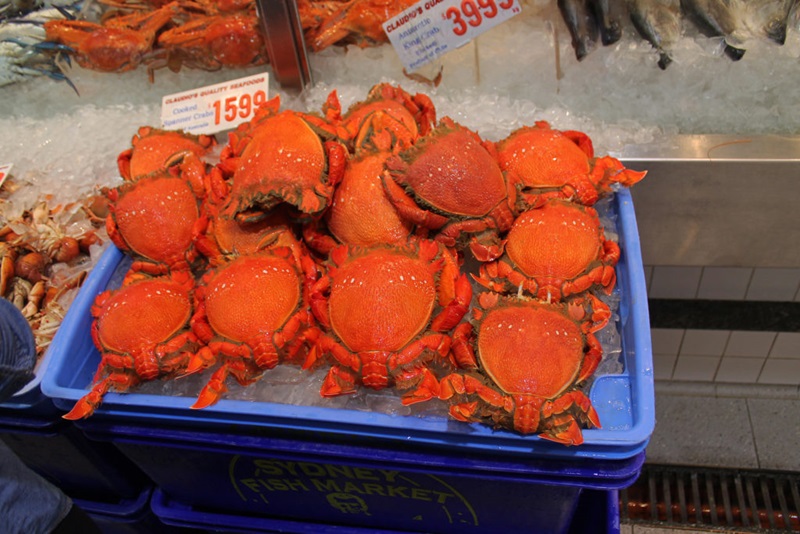 Tray of spanner crab on display for buying