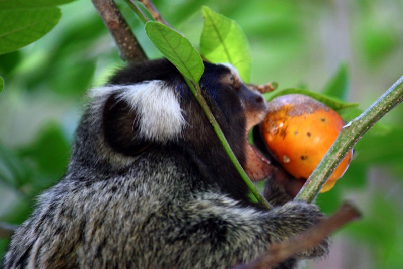 A tamarin in among tree branches and leaves eating a bright orange fruit.