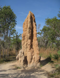 A large termite mound made from dirt standing among trees