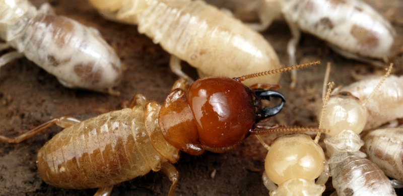 Brown head of a termite showing mouthparts