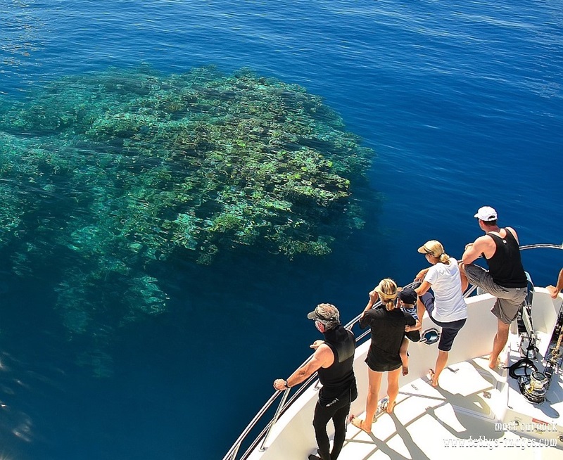 People standing on the bow of a boat looking over the edge at coral through clear ocean water.
