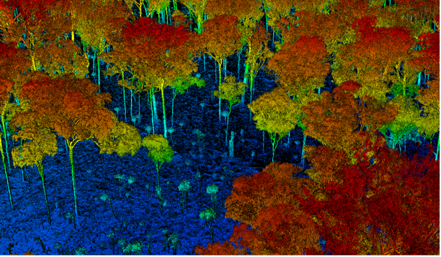 computer generated image of tree canopy