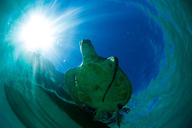 Turtle at Ningaloo Reef from underneath