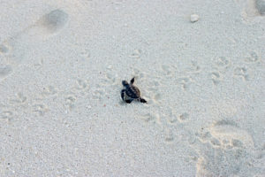A baby turtle crawling on sand