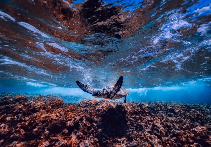 A sea turtle swimming over a coral reef.