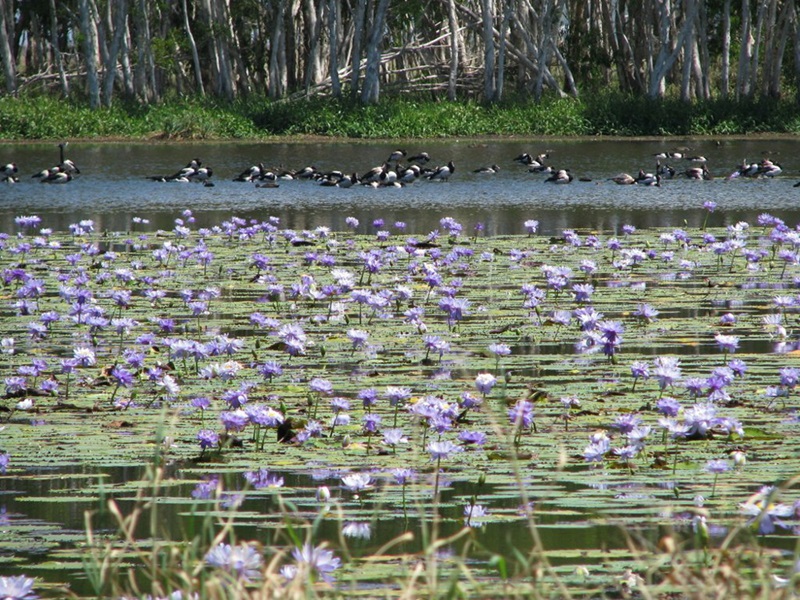 waterlilies and birds in wetlands