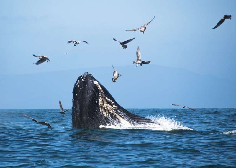 whale breaching the surface with flock of birds overhead