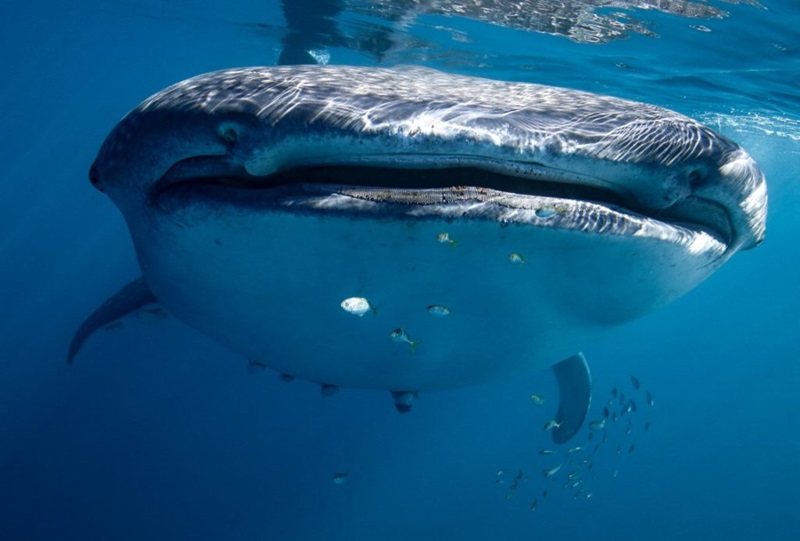 close up of whale shark from the front