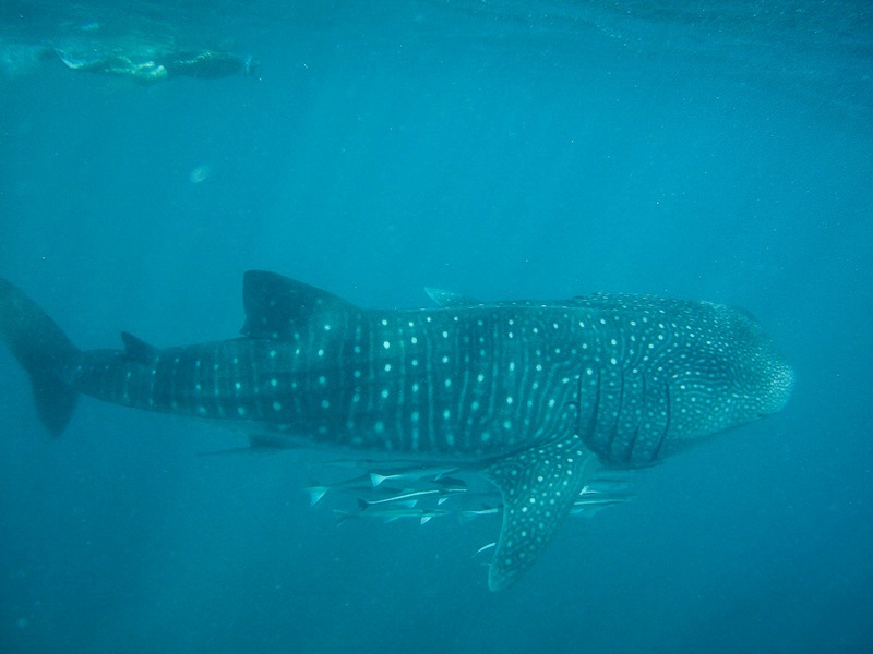 Large shark underwater with spotted appearance and smaller fish following it