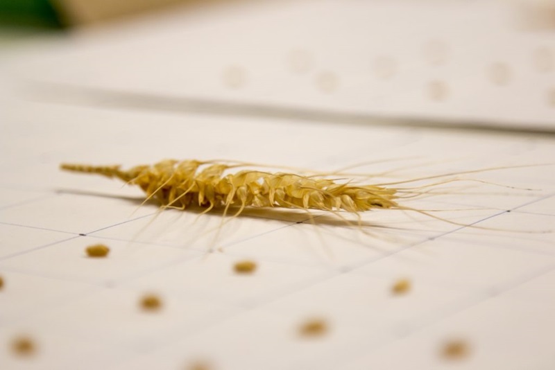 Wheat spike.