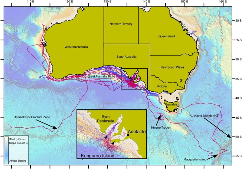 Combined tracks of white sharks tagged in south-western Australian waters with female sharks in red, male sharks in blue and sharks of unknown sex in black.