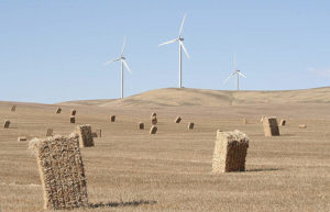 Wind turbines stand guard over hay bales.