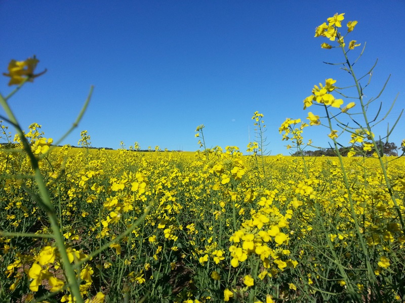 Yellow flowers of a canola field under a clear blue sky.