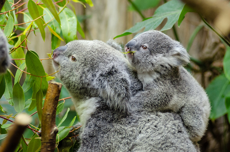 Koala and baby pictured. Image by Mathias Appel/Flickr