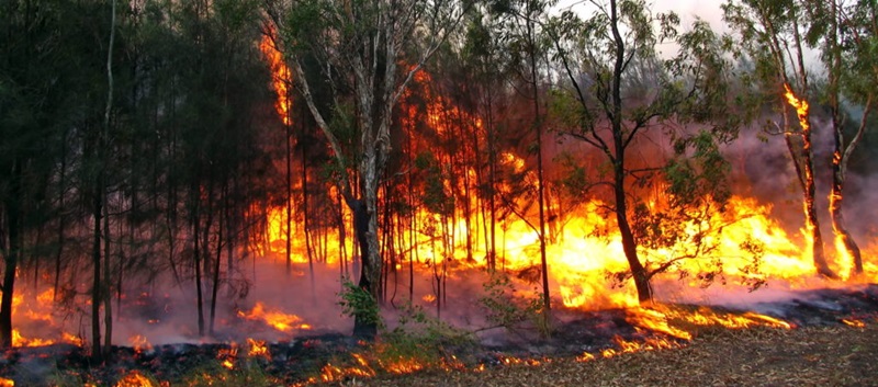 A raging Australian bushfire with large flames against a green forest. Image/Flickr