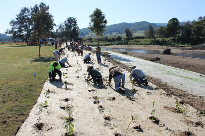 Dozens of people community tree planting at Charles Street Park on the Mary River in 2015. Photograph by Tim Odgers, Seqwater.