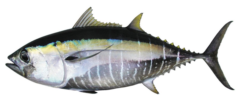 A juvenile bigeye tuna. Yellow fins, black upper body, yellow and blue markings through the middle, and silver torso.