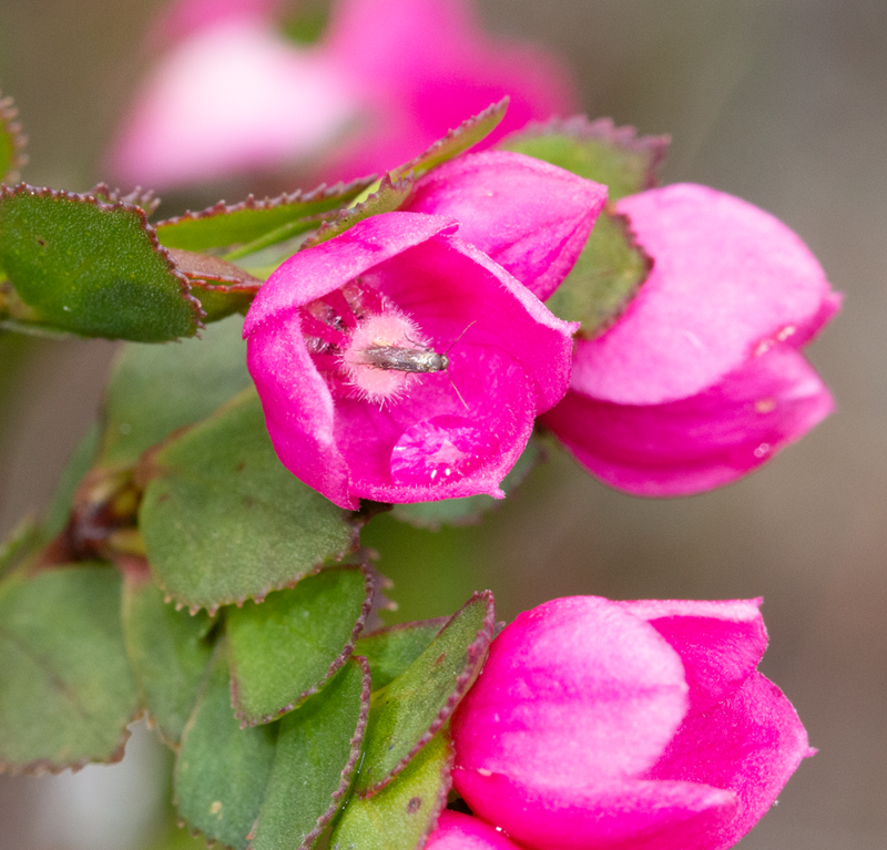 A tiny metallic bronze coloured moth inside a bright pink boronia flower.