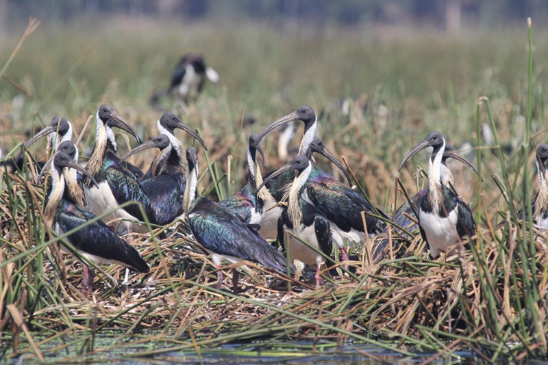 A flock of ibis birds in the wetlands.