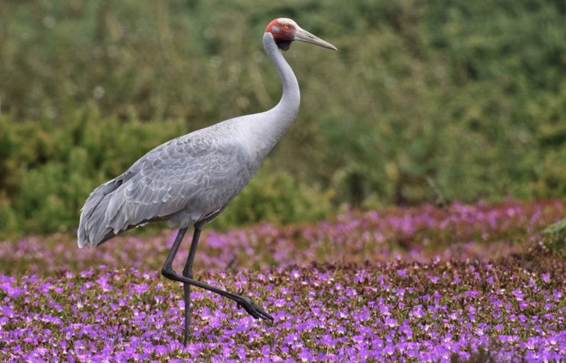 Brolga - large grey crane walking on pink vegetation