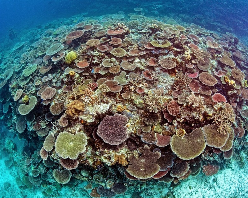 coral reef