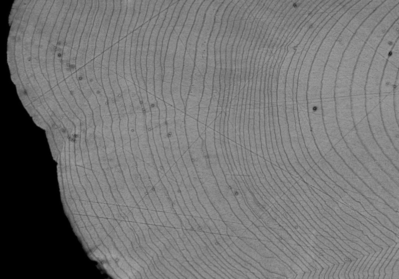 A close up of otolith rings, concentric circles that look like tree ring circles.
