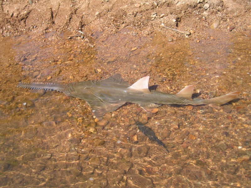A largetooth sawfish lies in shallow water