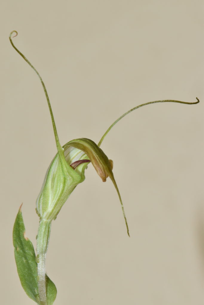 Close up of a greenhood orchid showing the floral parts.