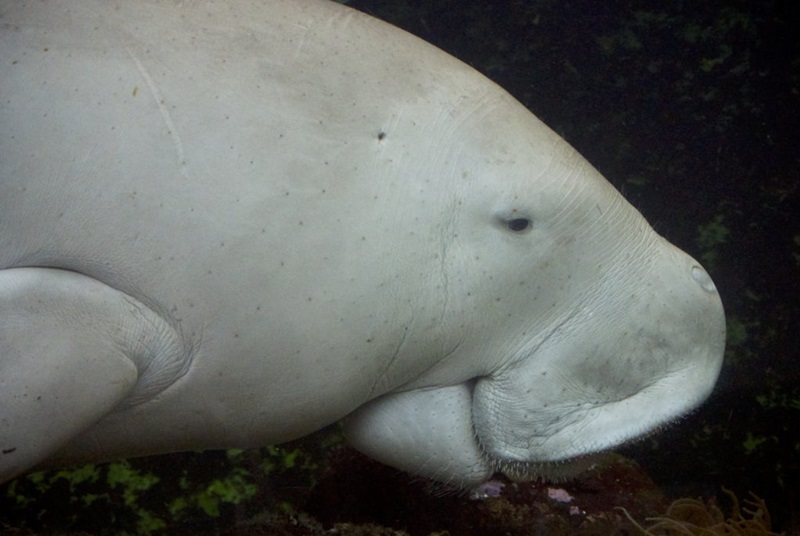 Head of dugong