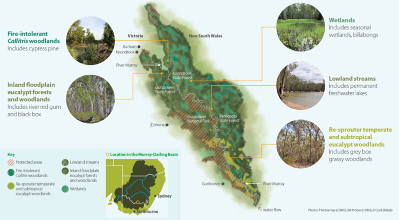 An infographic showing ecosystem types in a forest in south eastern Australia 