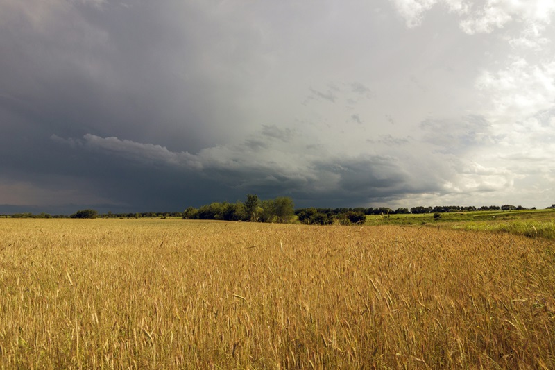 Rain clouds over wheat field