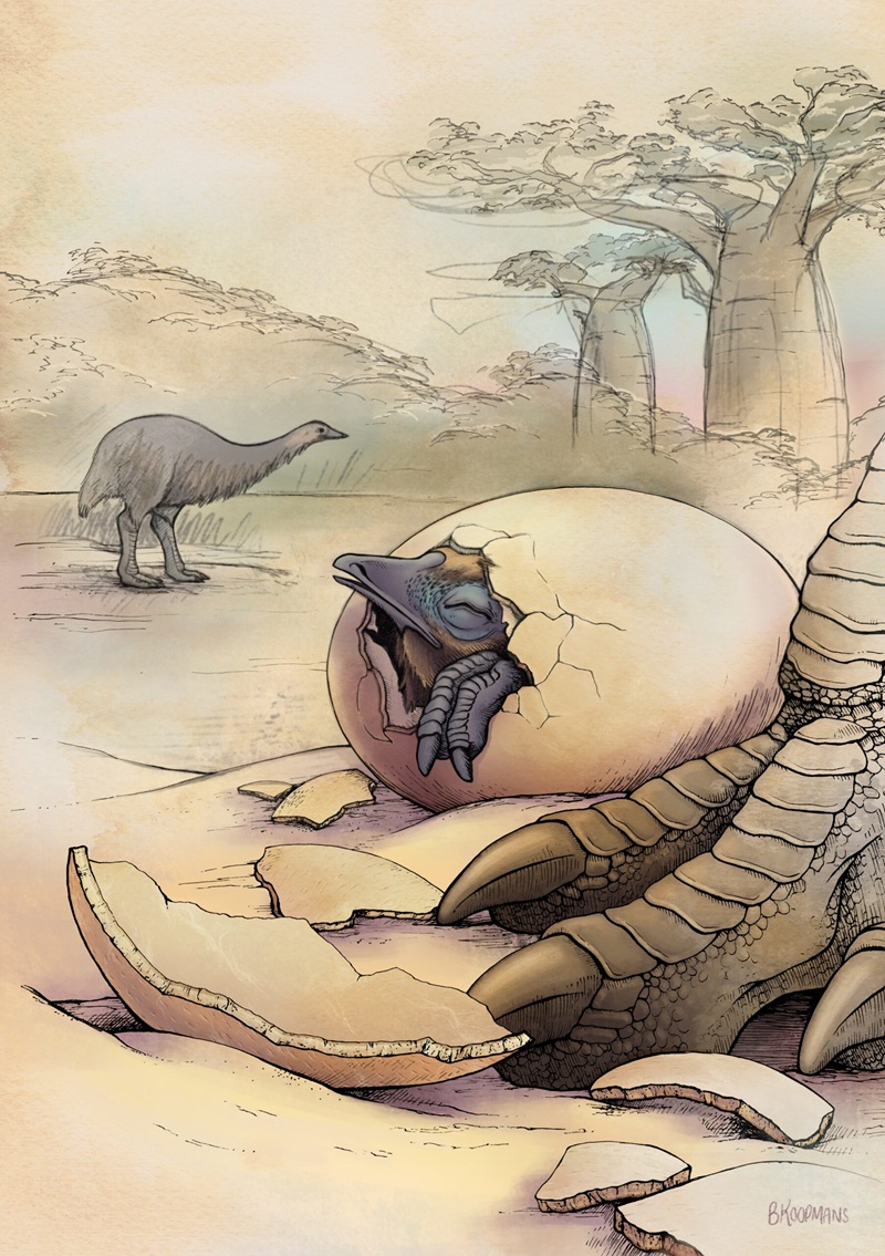 Illustration of an elephant bird hatching from an egg.