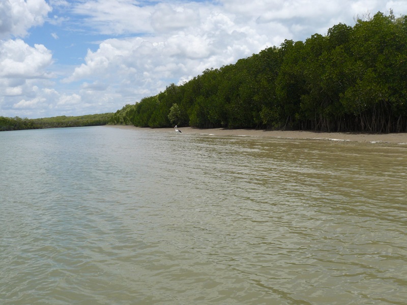 Pictured are estuarine juvenile banana prawn, barramundi and mudcrab habitat in Northern Australia.