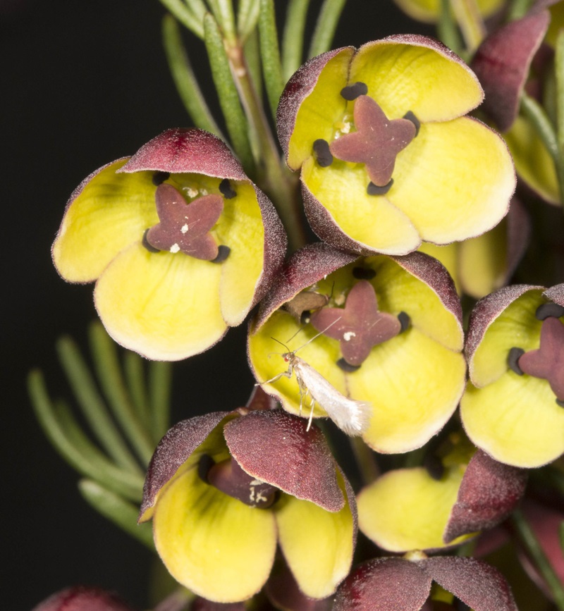Close up of brown and yellow flowers with a tiny silvery moth.