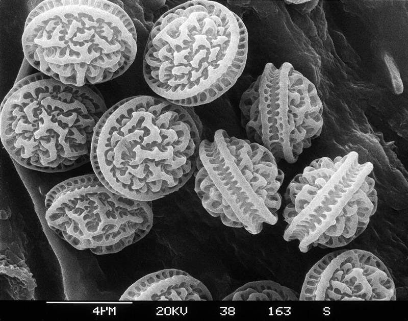 Harnessing the invisible and invaluable microbes that enhance our food ... Biology Diagrams