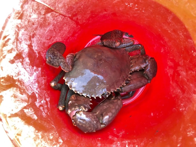 A large mud crab in re bucket with water