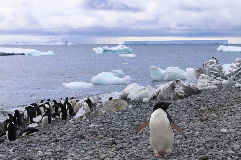 Penguins standing in front of the ocean with ice in Antarctica