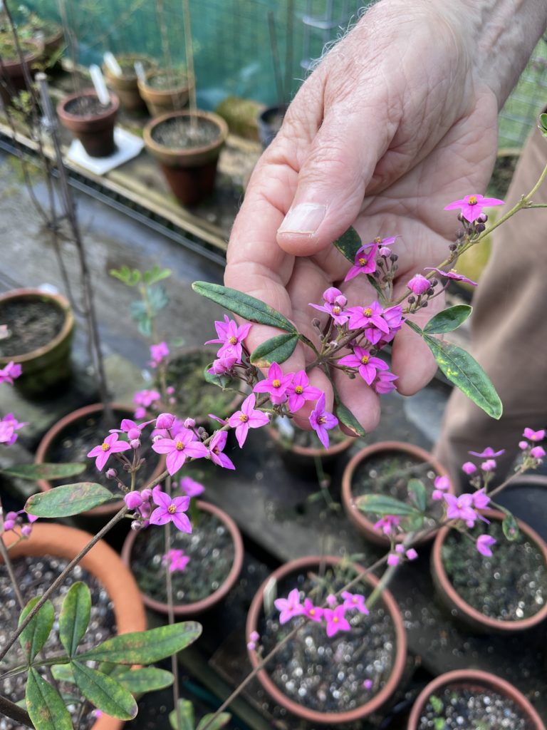 A person's hand holding a young boronia plant with bright pink flowers.