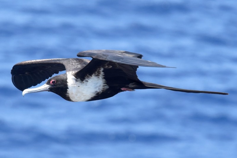 A black and white seabird flying over the ocean.
