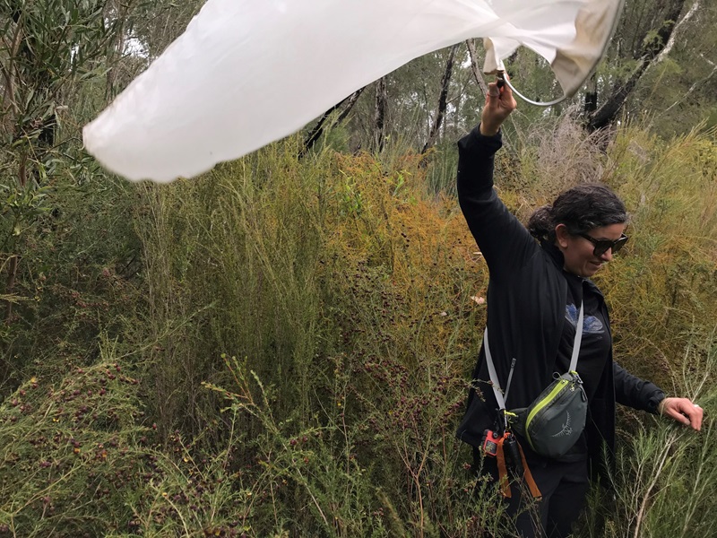 A person in dense bushland holding a large, fine mesh net above her head.