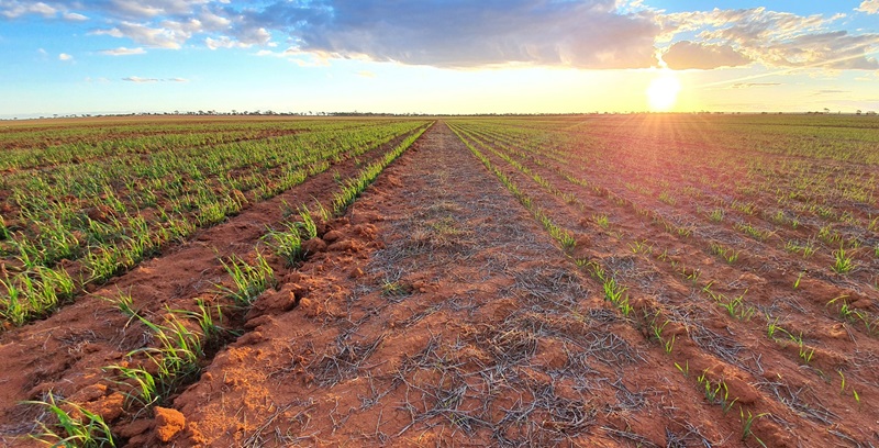 Wheat emerging in a paddock showing with the sun on the horizon